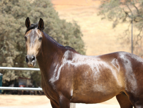 HorseID: 2319947 Dani - PhotoID: 1107451