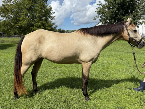 HorseID: 2319949 Maggie - PhotoID: 1107413