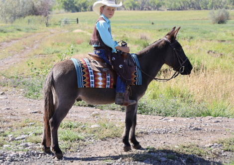 HorseID: 2319961 Pistol - PhotoID: 1107414