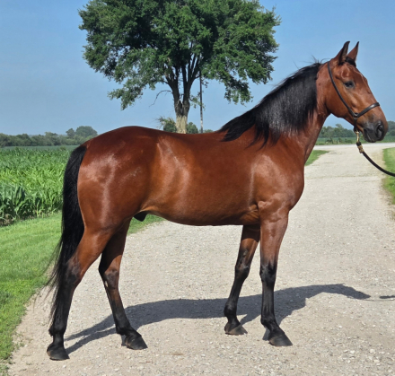 HorseID: 2319963 RIO - PhotoID: 1107432