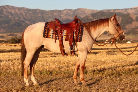 HorseID: 2319969 Smooth N Malicious - PhotoID: 1107433