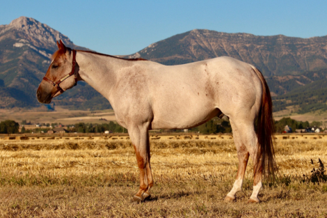HorseID: 2319969 Smooth N Malicious - PhotoID: 1107434