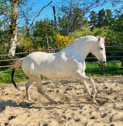 HorseID: 2319971 KUZCO EL VALIENTE - PhotoID: 1107489
