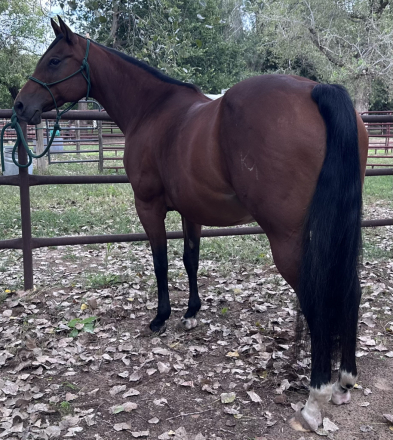 HorseID: 2319974 Bella - PhotoID: 1107439