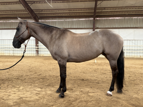 HorseID: 2319978 dolly - PhotoID: 1107440