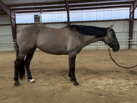 HorseID: 2319978 dolly - PhotoID: 1107441