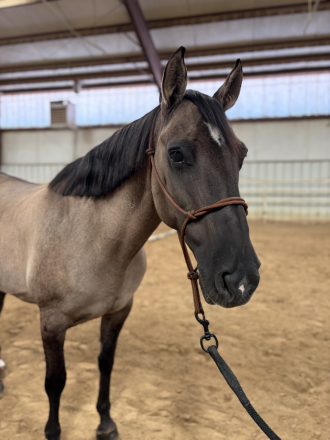 HorseID: 2319978 dolly - PhotoID: 1107442