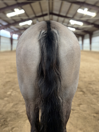 HorseID: 2319978 dolly - PhotoID: 1107443
