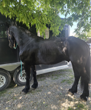 HorseID: 2319980 Ivar - PhotoID: 1107445