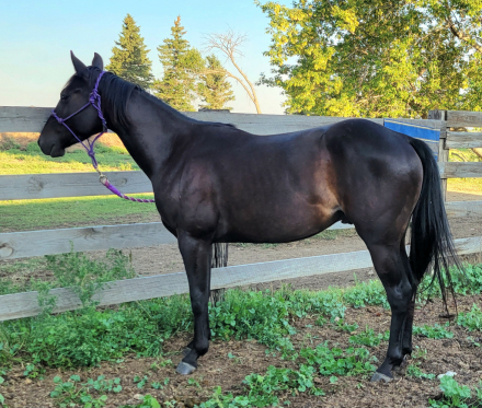 Quarter Horse (Quarter Horse, Gelding) in Mountain, ND