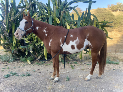 HorseID: 2320003 Winnemucca - PhotoID: 1107481