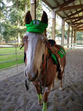 HorseID: 2320011 Misty Moonlight MCcue - PhotoID: 1107482