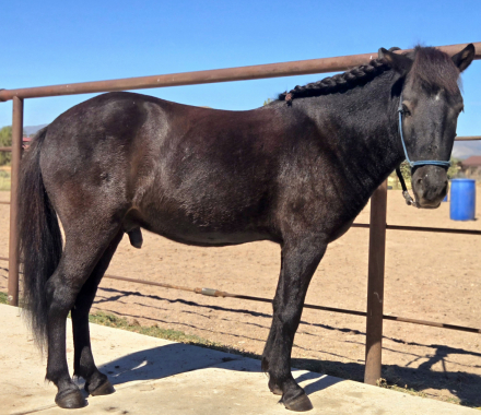 HorseID: 2320059 Napoleon - PhotoID: 1107492