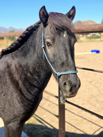 HorseID: 2320059 Napoleon - PhotoID: 1107493