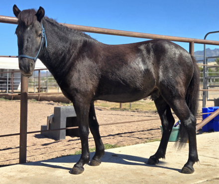 HorseID: 2320059 Napoleon - PhotoID: 1107494