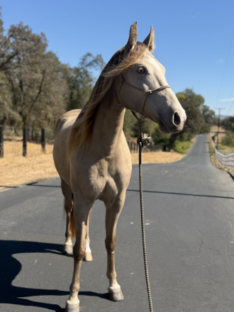 HorseID: 2320063 Classic Cream Bailey - PhotoID: 1107499