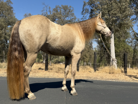 HorseID: 2320063 Classic Cream Bailey - PhotoID: 1107500