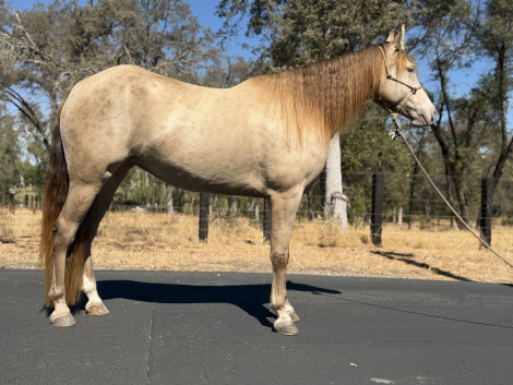 HorseID: 2320063 Classic Cream Bailey - PhotoID: 1107501