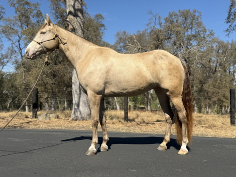 HorseID: 2320063 Classic Cream Bailey - PhotoID: 1107502