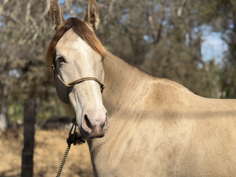 HorseID: 2320063 Classic Cream Bailey - PhotoID: 1107503
