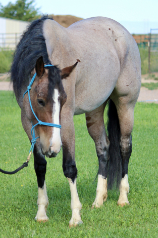 HorseID: 2320074 LUVAH ME GOOD - PhotoID: 1107510
