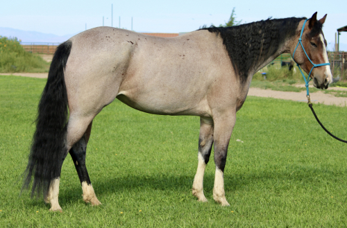 HorseID: 2320074 LUVAH ME GOOD - PhotoID: 1107511