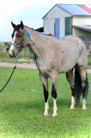 HorseID: 2320074 LUVAH ME GOOD - PhotoID: 1107512