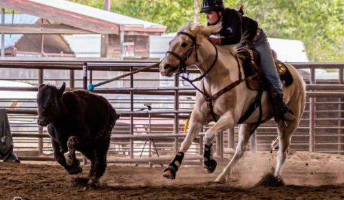 HorseID: 2320084 Glory Hopes You Dance - PhotoID: 1107525