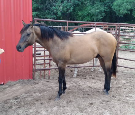 HorseID: 2320100 cajas pep onthedrift - PhotoID: 1107550