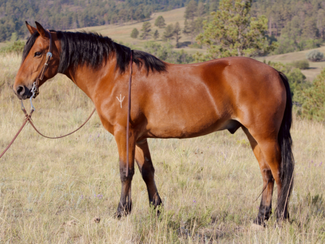 HorseID: 2320105 Tommy - PhotoID: 1107560