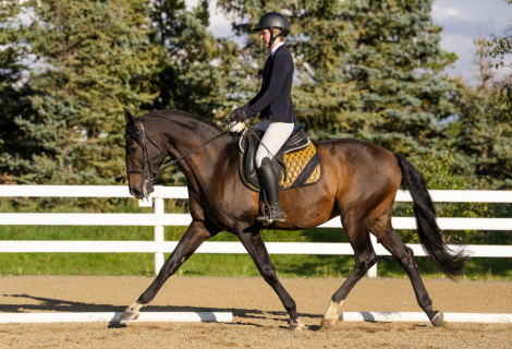 HorseID: 2320121 Invherno do Vouga - PhotoID: 1107571