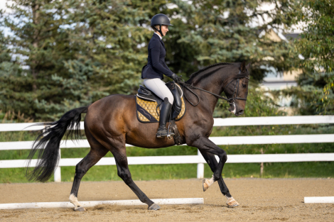 HorseID: 2320121 Invherno do Vouga - PhotoID: 1107572