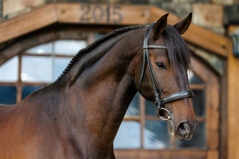 HorseID: 2320121 Invherno do Vouga - PhotoID: 1107573