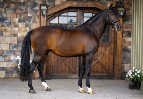 HorseID: 2320121 Invherno do Vouga - PhotoID: 1107574