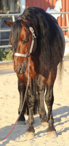 Ace (Friesian Cross × AQHA Quarter Horse, Stallion) in Norco, CA