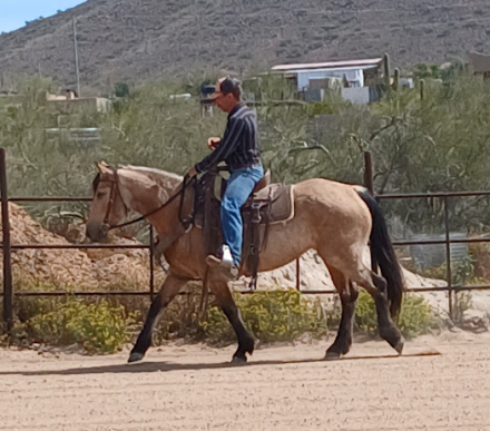 HorseID: 2320128 Pya - PhotoID: 1107587