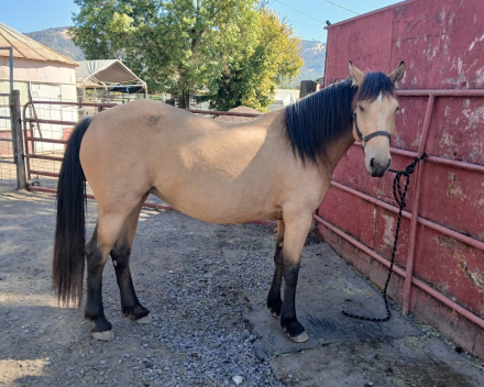 HorseID: 2320128 Pya - PhotoID: 1107588
