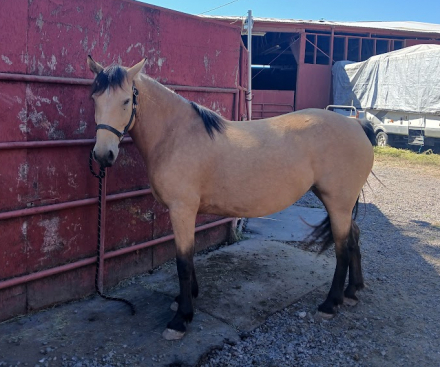 HorseID: 2320128 Pya - PhotoID: 1107589
