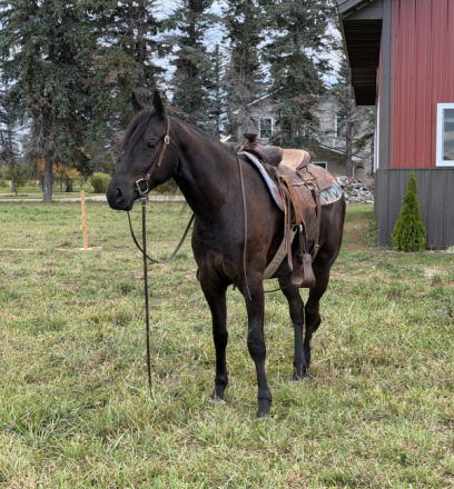 HorseID: 2320133 🖤 Black Beauty - PhotoID: 1107591