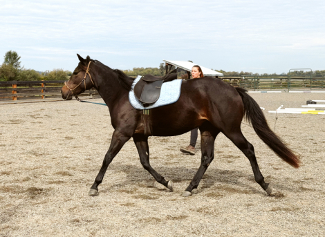 HorseID: 2320168 Daisy - PhotoID: 1107604