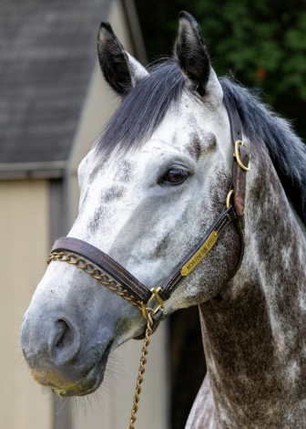 HorseID: 2320169 Northern Rye - PhotoID: 1107606