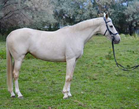 HorseID: 2320178 Gemma Di Luna - PhotoID: 1107625
