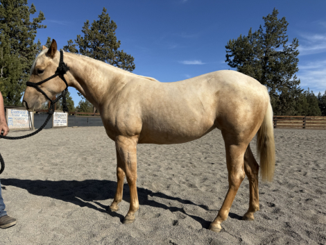 HorseID: 2320180 BTNLondonFrenchQueen - PhotoID: 1107627