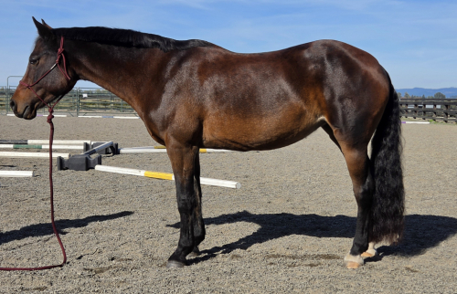 HorseID: 2320188 Safara - PhotoID: 1107630