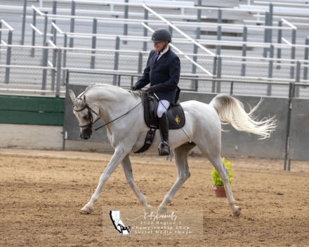 HorseID: 2320189 Silver Saberr - PhotoID: 1107531