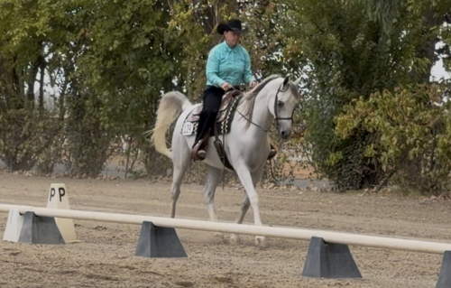 HorseID: 2320189 Silver Saberr - PhotoID: 1107532