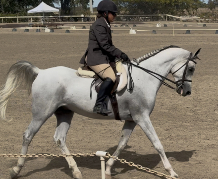 HorseID: 2320189 Silver Saberr - PhotoID: 1107533