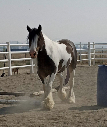 HorseID: 2320219 Merlin - PhotoID: 1107650