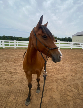 HorseID: 2320227 Sage - PhotoID: 1107661