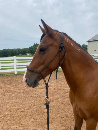 HorseID: 2320227 Sage - PhotoID: 1107662